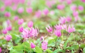 Meadow with Pink Flowers