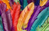 Colored Feathers