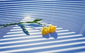 Two Tulips On The Table By The Window