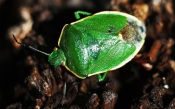 Big Green Bug
