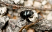 Black Bug