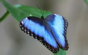 Blue Morpho