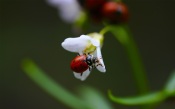 Bug and Flower