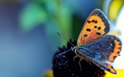 Butterfly on the Dark Flower