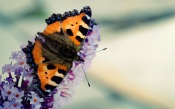 Butterfly on a lilac flower