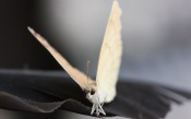 Butterfly on Feather