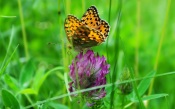 Butterfly on flower