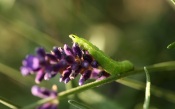 Caterpillar