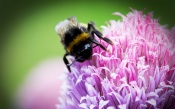 Bumblebee on the Flower