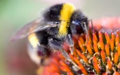 Collecting pollen