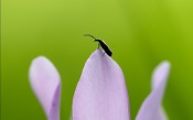 Cyclamen