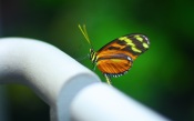 Butterfly macro