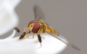 Dragonfly on Flower