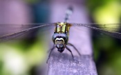 Dragonfly on wood