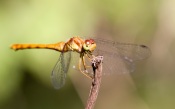 Dragonfly Resting