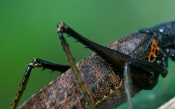 Grasshoper Body