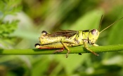 Grasshopper