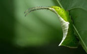 Green Caterpillar