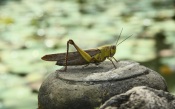 Indonesian Grasshopper