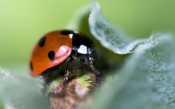 Ladybird macro