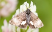 Mole on Flower