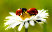 Mr and Mrs Ladybug