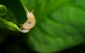 Pacific Banana Slug