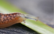 Snail on Leaf