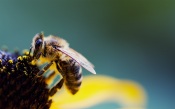 Bee in pollen