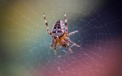 Spider on a Rainbow