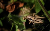 Tiny bush-cricket nymph