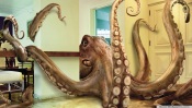 Octopus Invasion