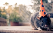 Mouse With a Party Hat