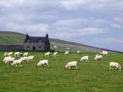 Grampian Farm, Near Rhynie, Scotland