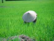 China Working In The Rice Field