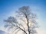 Winter Scenery In China