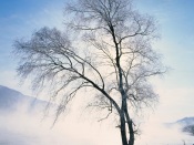Cold Tree, China