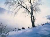 Beautiful Winter Scenery In China