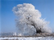 Winter Scenery In China 0970a