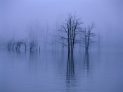 Naked Trees, Reflective Work, China