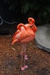 Flamingo [iPhone]
