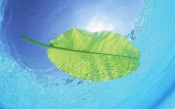 Maldives, Leaf Floating Banana On The Sea