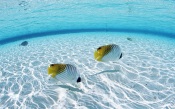 Maldives, Fish In Crystal Clear Seawater