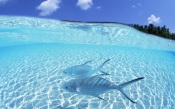Maldives, Blue Sky And Turquoise Sea, Fishes In The Sea