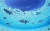 Maldives, Number Of Fish In Clear Water