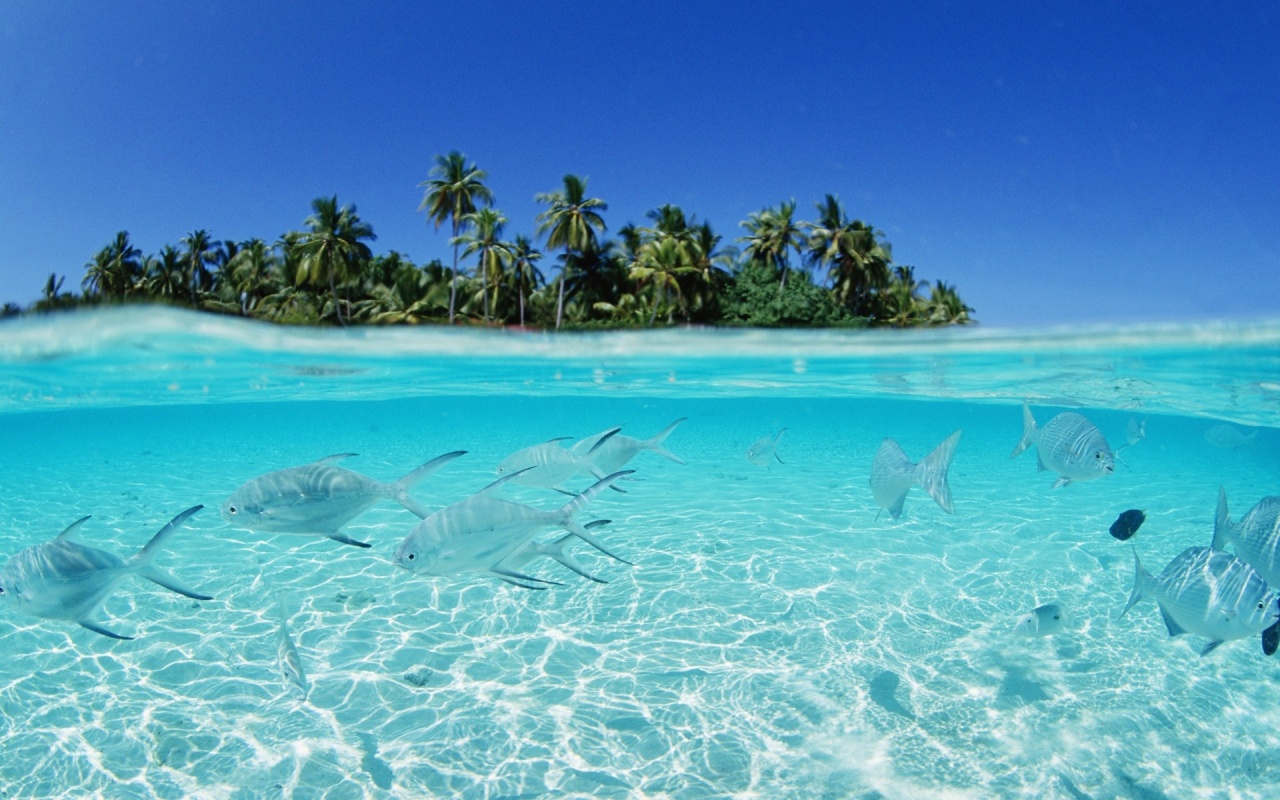 Maldives, Fishes In The Sea