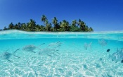 Maldives, Fishes In The Sea