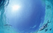 Maldives, Fish Underwater View Of The Sky maldives