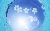 Maldives, Flowers Floating On Water, Fisheye