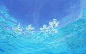 Maldives, Flowers Frangipani Floating In The Sea